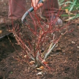 Kako presaditi hortenziju u proljeće na drugo mjesto